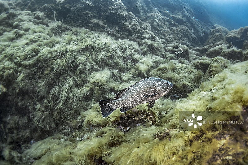 褐石斑鱼图片素材