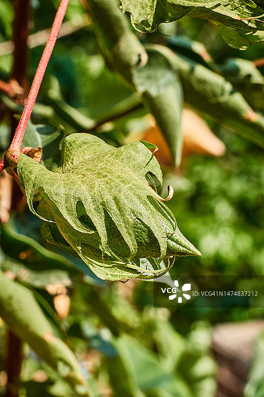 棉铃植物图片素材