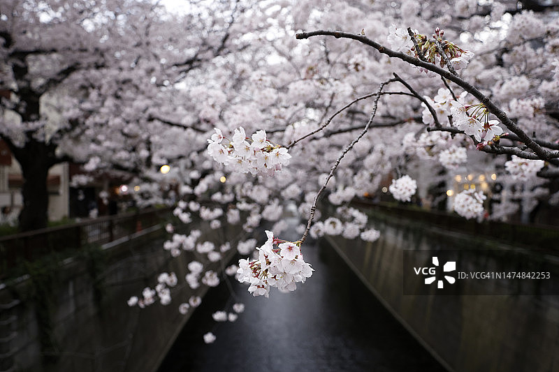 盛开的樱花图片素材