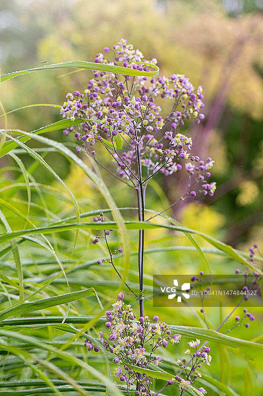 美丽优雅唐松草紫色夏花图片素材