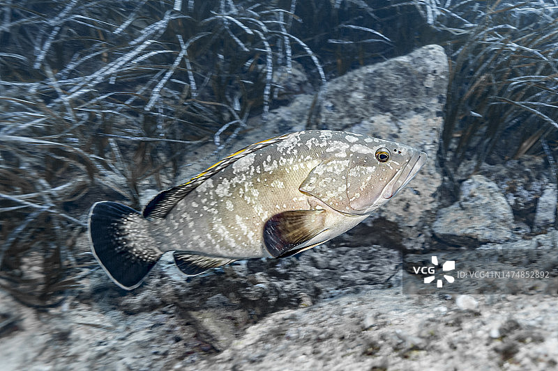 褐石斑鱼图片素材