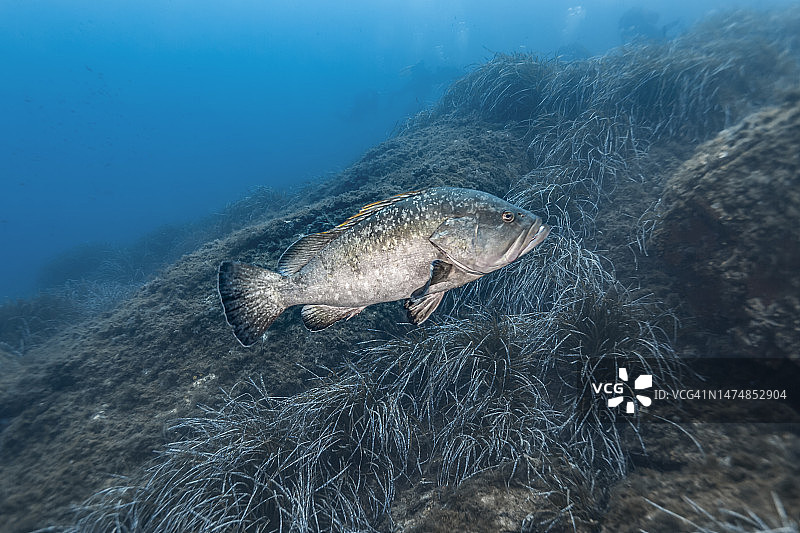 褐石斑鱼图片素材
