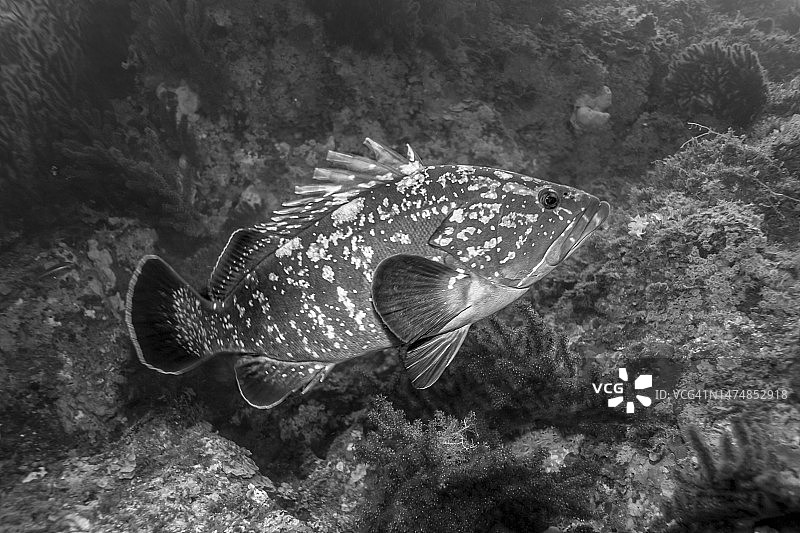 褐石斑鱼图片素材