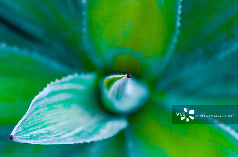 龙舌兰多肉植物的数字色彩处理图片素材