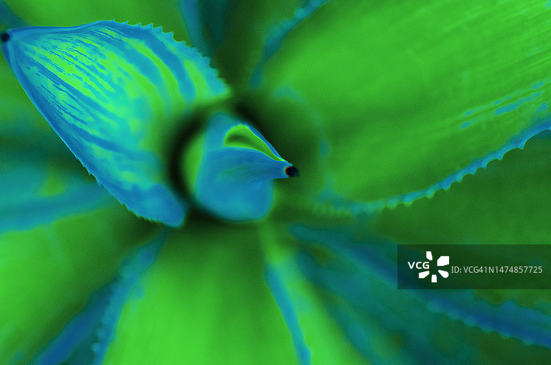 龙舌兰多肉植物的数字色彩处理图片素材