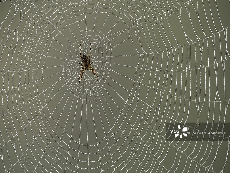 欧洲花园蜘蛛：水滴覆盖的蜘蛛网特写，蜘蛛位于中间，学名Araneus diadematus已去除。图片素材