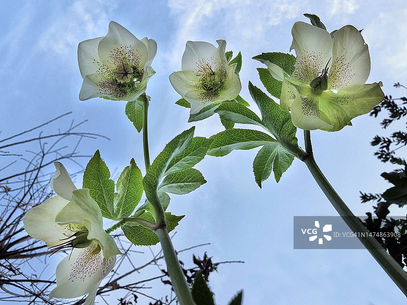 圣诞玫瑰或黑嚏根草在马焦雷湖岸边盛开图片素材