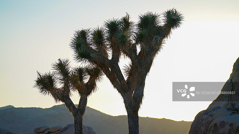 生长在沙漠景观中的约书亚树图片素材