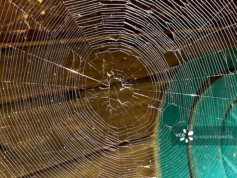 蜘蛛网上的心形图片素材