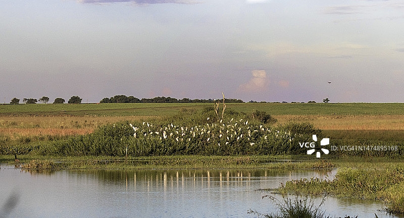 苍鹭栖息地图片素材