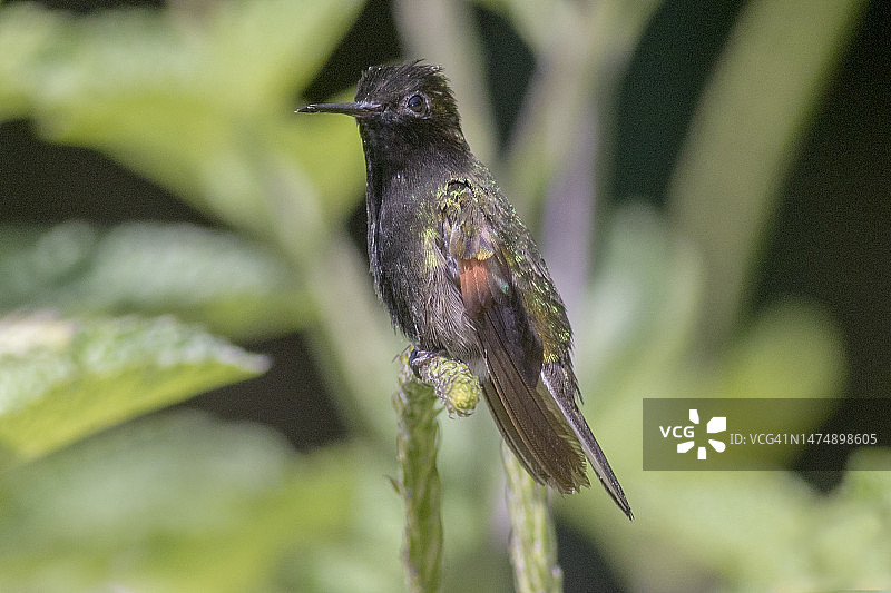 雄黑腹蜂鸟栖息图片素材