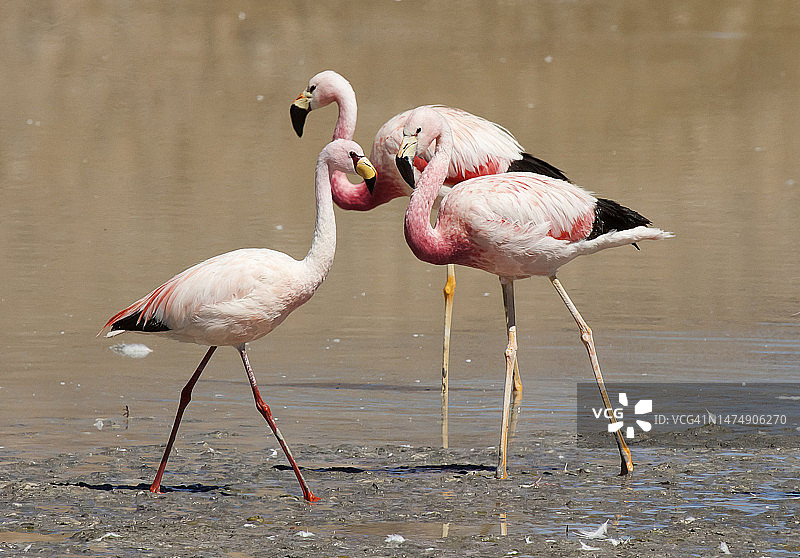 安第斯火烈鸟和普那火烈鸟图片素材