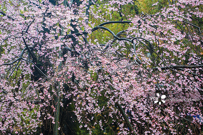 雨中的红色垂枝樱花树图片素材