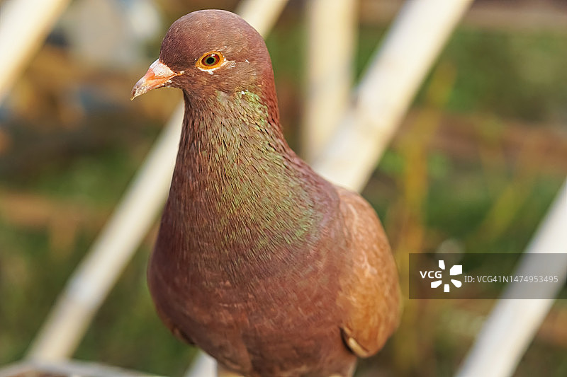 木薯园中的棕色鸽子图片素材