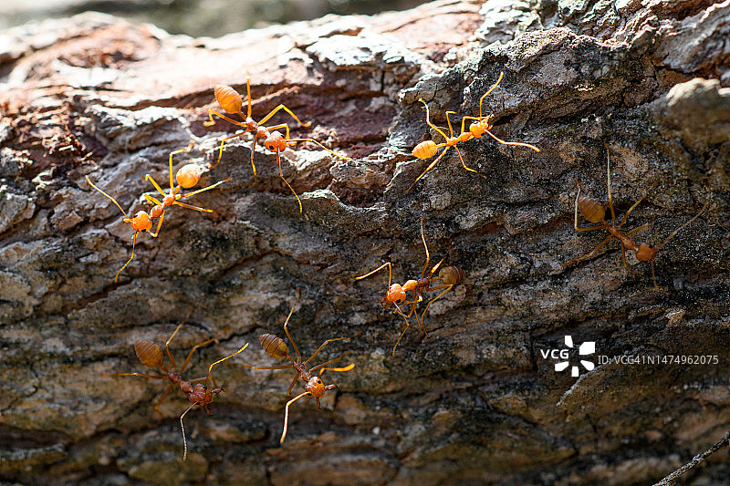 树干上的织叶蚁图片素材