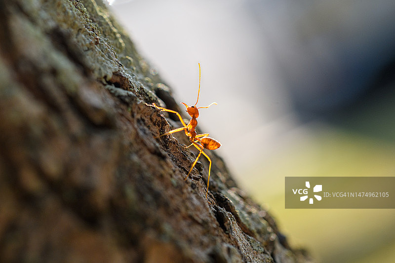 织叶蚁特写图片素材