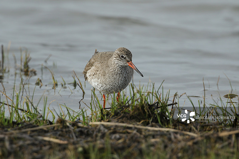 红脚鹬在浅水池中觅食图片素材