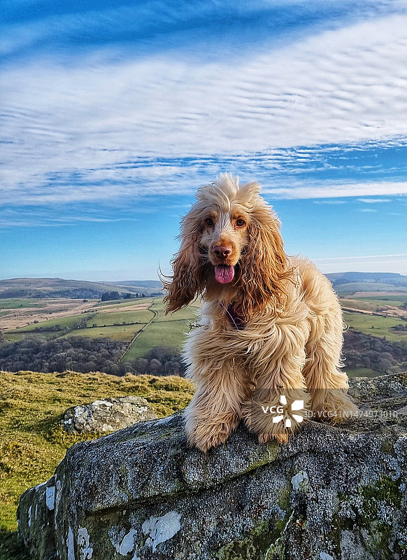 乡村环境中的可卡犬图片素材