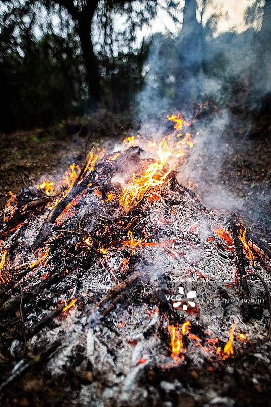 刷子-燃烧植物图片素材