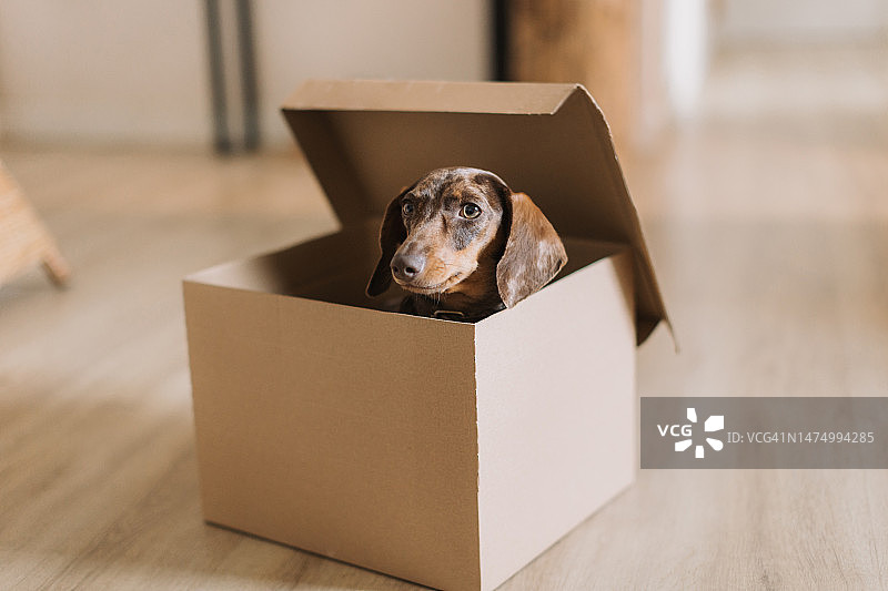 从纸箱里出来的小型腊肠犬图片素材