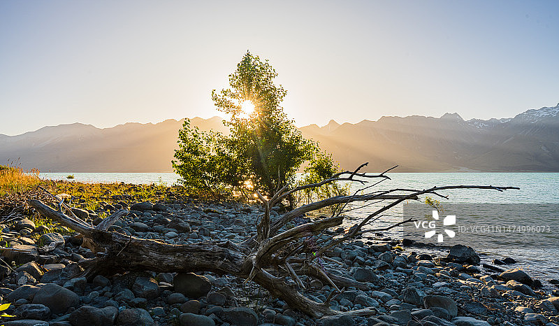 新西兰风景如画的鲁冰花映衬下的库克山图片素材