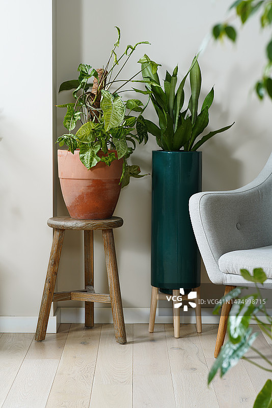 陶瓷盆栽和舒适的灰色扶手椅，斯堪的纳维亚风格内饰图片素材