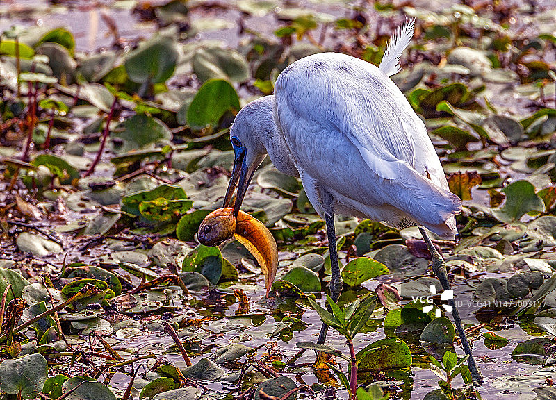 相当多的食物图片素材