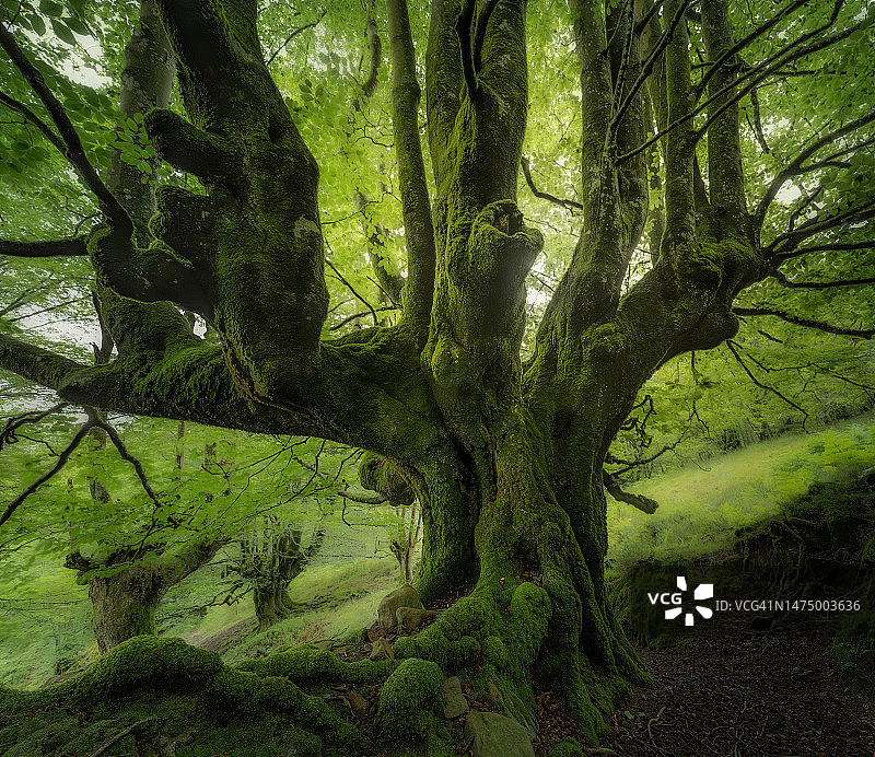 森林之王图片素材