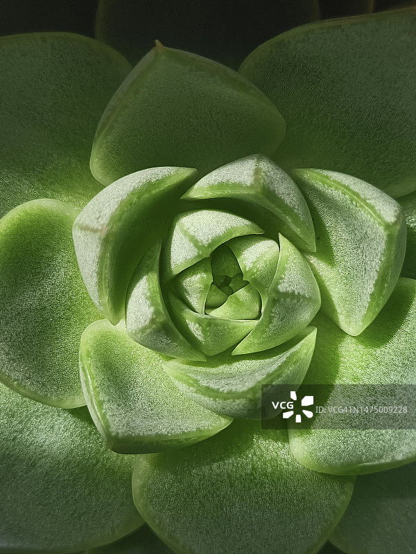 肉质植物图片素材