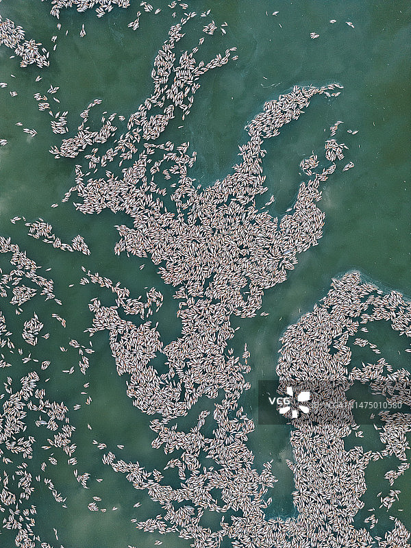 澳大利亚新南威尔士州，内陆城镇门indee附近的达令河-巴卡河上漂浮的死鱼（无人机视角）图片素材