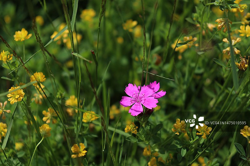 盛开草甸上的粉红色石竹图片素材
