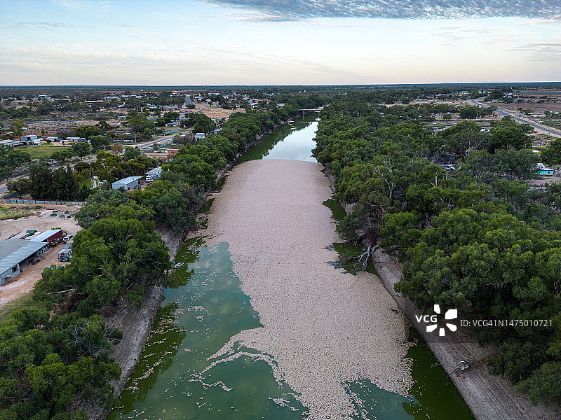 澳大利亚新南威尔士州，达令-巴卡河上漂浮着数百万条死鱼的航拍视角图片素材