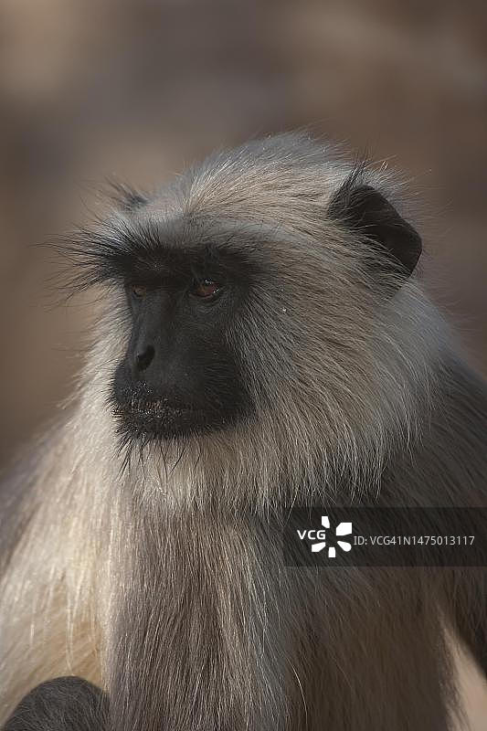 印度灰叶猴成年肖像图片素材