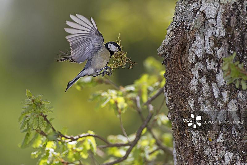 携带筑巢材料接近繁殖地的大山雀图片素材