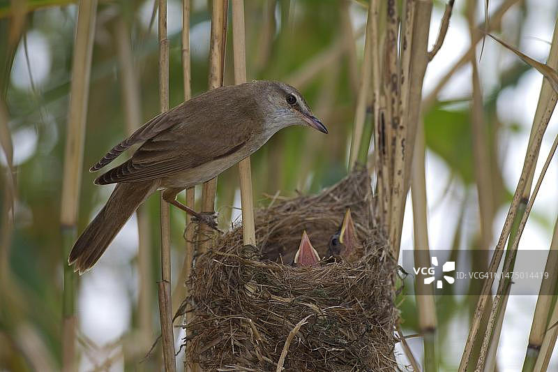 苇莺在鸟巢中与幼鸟，摩拉维亚，捷克共和国图片素材