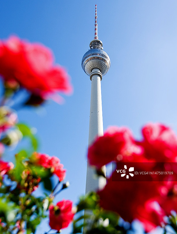 柏林夏日：电视塔与鲜花图片素材