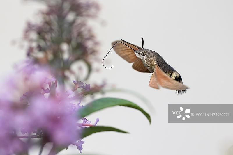 蜂鸟鹰蛾接近蝴蝶灌木，德国黑森图片素材