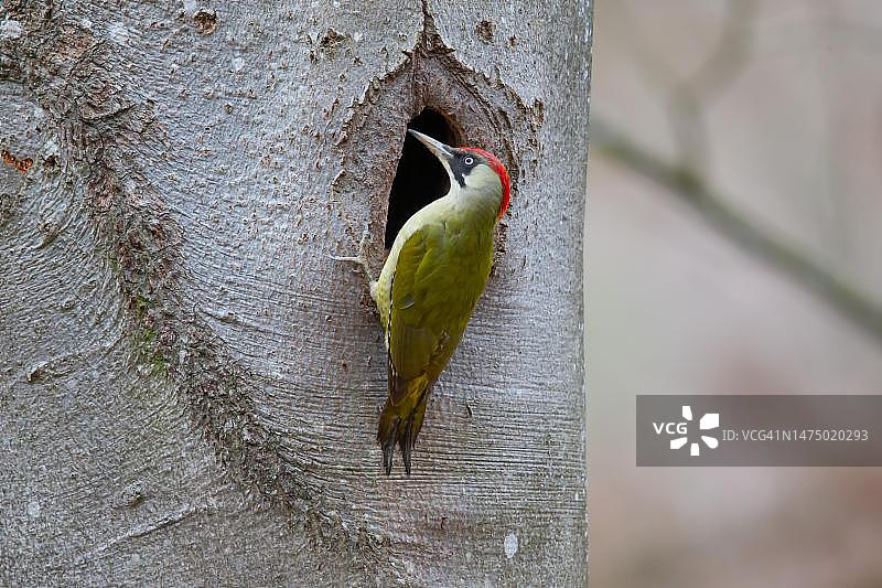 欧洲绿啄木鸟(Picus viridis)的雌性在黑啄木鸟的巢洞，德国图片素材