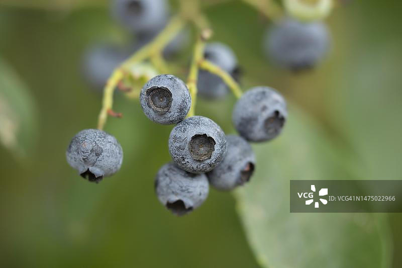 灌木丛中成熟的蓝莓果实，英国萨福克图片素材