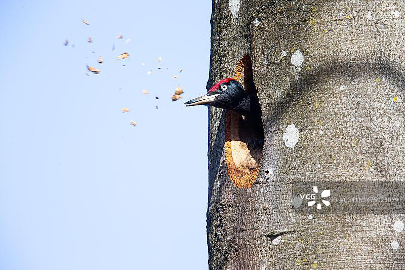 德国：黑啄木鸟在巢穴洞口筑巢图片素材