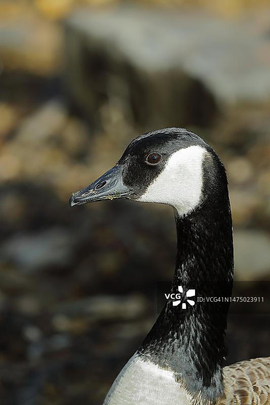 德国野生加拿大鹅肖像图片素材