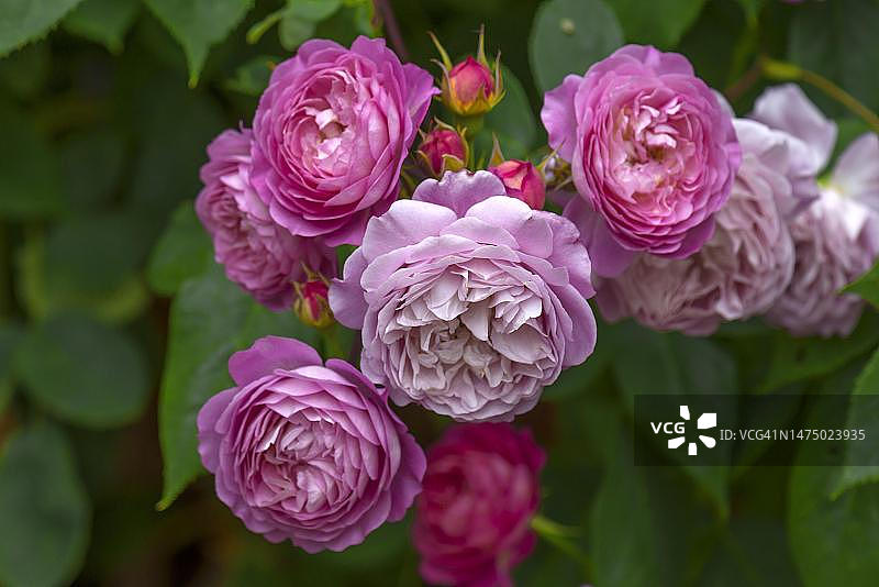 梅克伦堡-前波美拉尼亚的蔷薇灌木图片素材