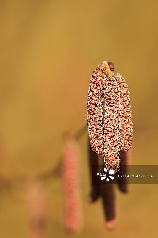 紫叶榛（Corylus maxima purpurea），雄花，德国北莱茵-威斯特法伦图片素材