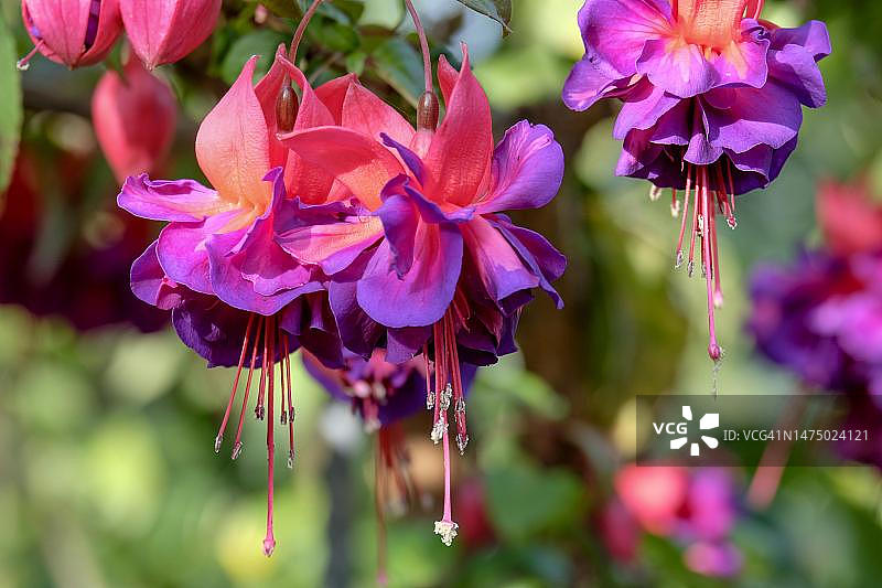 德国北莱茵-威斯特法伦州的灯笼海棠图片素材