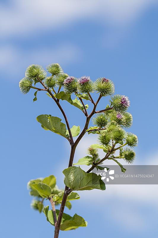 牛蒡，德国莱茵兰-普法尔茨图片素材
