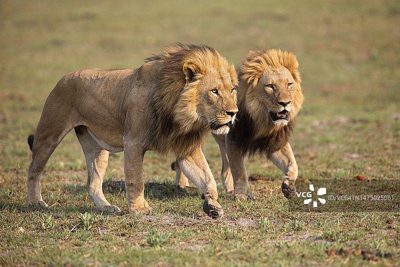 雄狮捍卫领土博茨瓦纳奥卡万戈三角洲图片素材