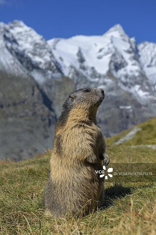 奥地利Hohe Tauern国家公园，Glocknergruppe，阿尔卑斯山旱獭(Marmota Marmota)，在它的洞穴前的高山景观，蓝天图片素材
