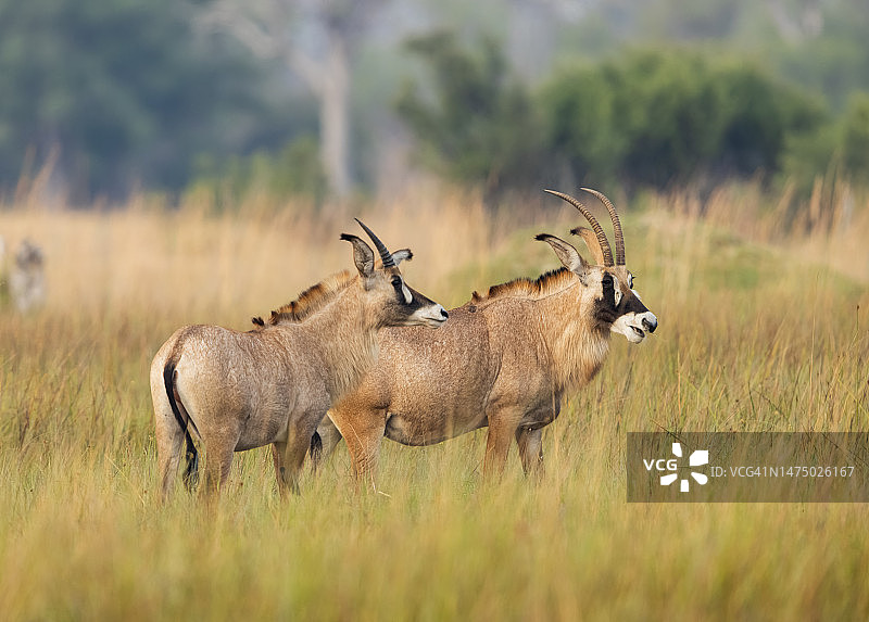 在奥卡万戈三角洲吃草的非洲马羚图片素材