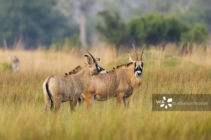 在奥卡万戈三角洲吃草的非洲马羚图片素材