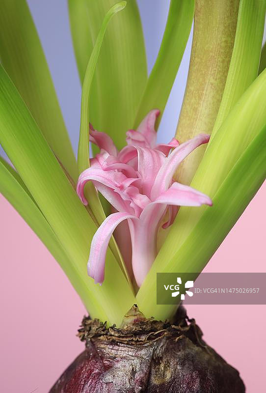 风信子，录音室录制，德国图片素材